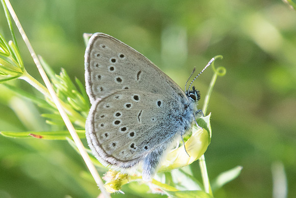 Maculinea rebeli-3316 - Briançon (route d'Italie) - 1/07/20