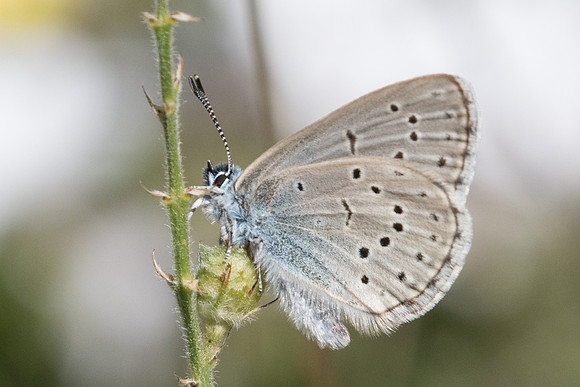 Maculinea rebeli - 2644 - Estenc - 1780m - 30/06/20