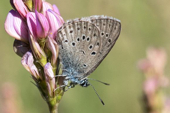 Maculina rebeli - 4530 - Vallée de la Clarée - 3/07/20