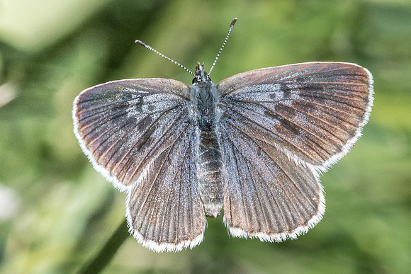 Maculinea arion - 0341 - Cervières - 30/06/21