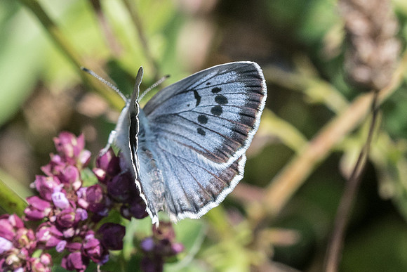 Maculinea arion ♂-6554 - Manre - 14/08/21
