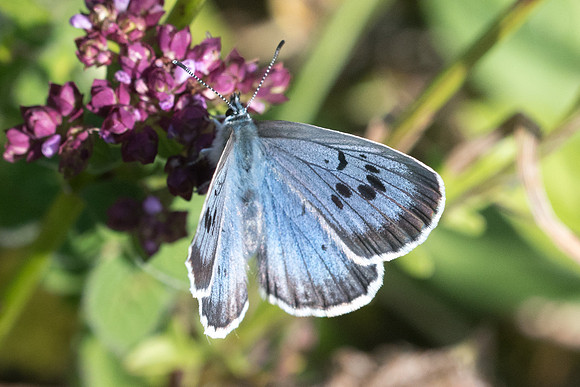 Maculinea arion ♂-6556 - Manre - 14/08/21