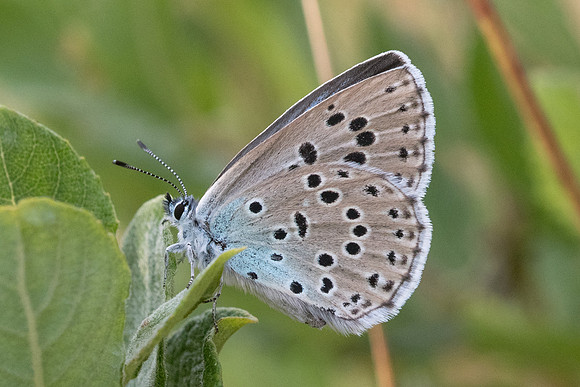 Maculinea arion-7694 - Manre - 2/08/20