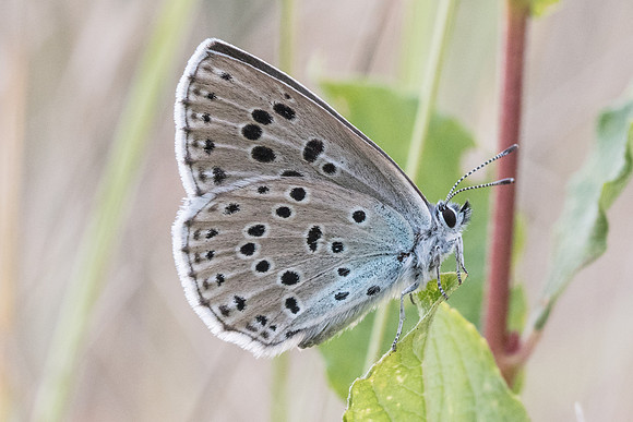 Maculinea arion-7661 - Manre - 2/08/21