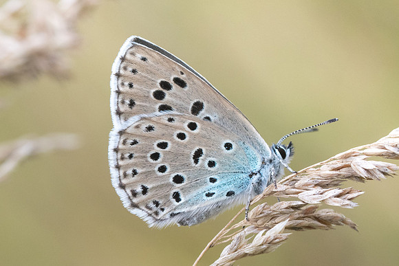 Maculinea arion-7878 - Manre - 2/08/20