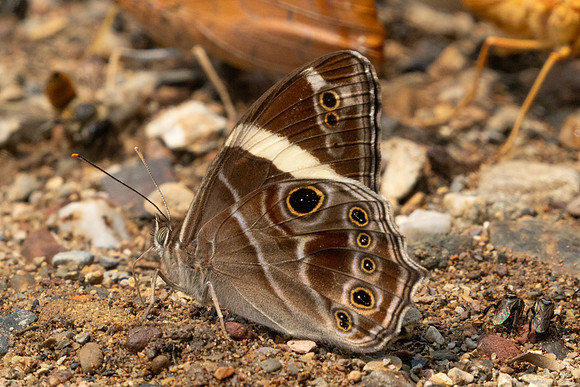 Lethe confusa-1174 Chiang Dao - 17/03/25