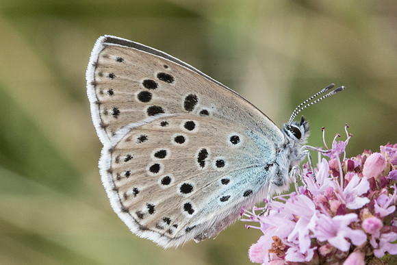 Maculinea arion-8162 - Manre - 2/08/20