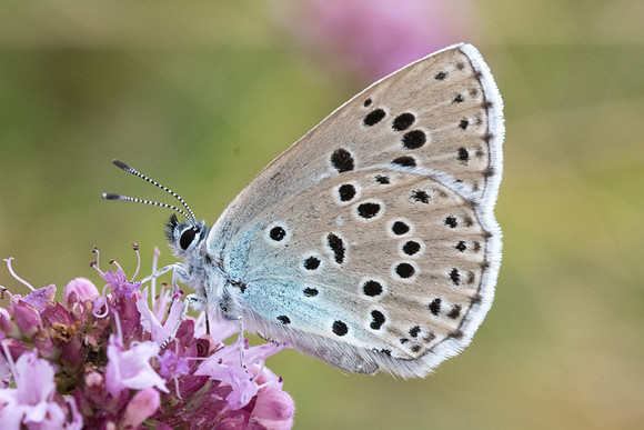 Maculinea arion-8194 - Manre - 2/008/20