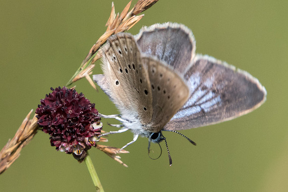 Maculinea teleius - 6708 - Crolles - 23/07/22