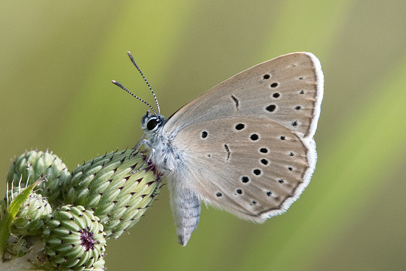 Maculinea teleius-6845 -Crolles - 23/07/22