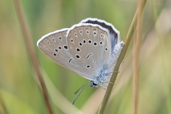 Maculinea teleius-6854 - Crolles - 23/07/22