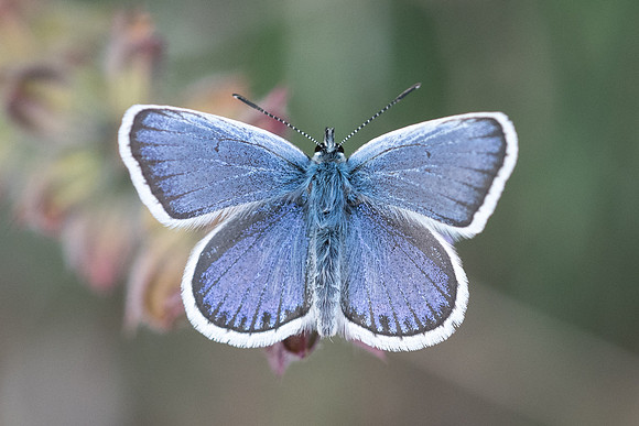 Plebejus argus ♂  (Petit argus) - Digne les bains - 18/04/19