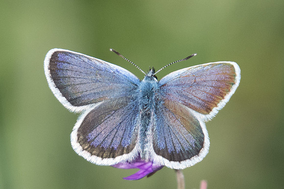 Plebejus argus ♂-2286 - Col des champs - 30/06/20
