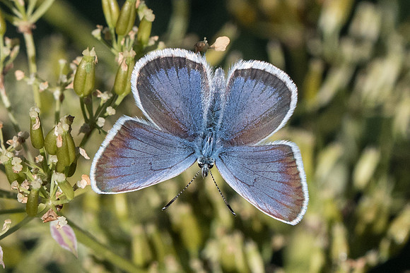 Plebejus argus ♂-4502 - Vallée de la clarée - 3/07/20