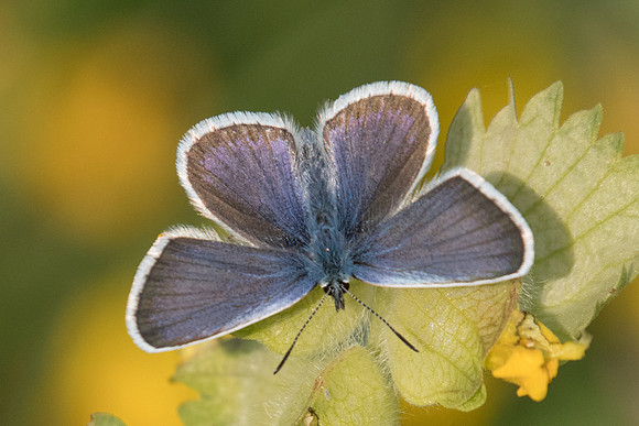 Plebejus argus♀-2990 - Col d'Allos - 1/07/20