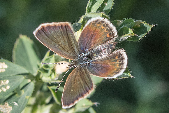 Plebejus argus ♀-4500 - Vallée de la Clarée - 3/07/20