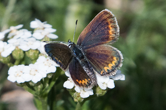 Plebejus argus ♀-3807 - Llo - 18/07/23
