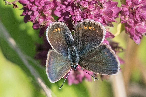 Plebejus argus ♀-6389 - Manre - 14/08/21