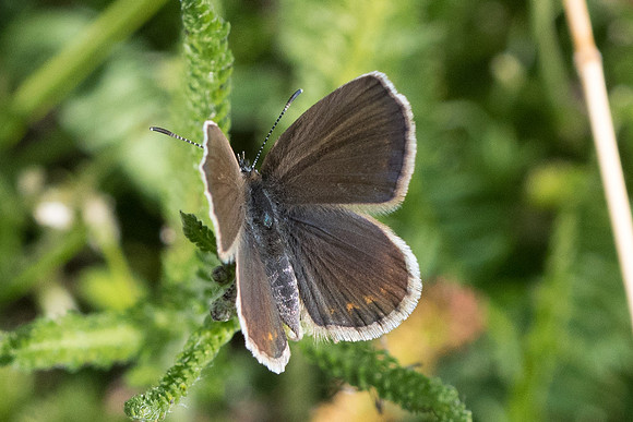 Plebejus argus ♀-0498 - Gréolières les neiges - 27/06/20