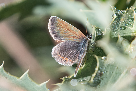 Plebejus argus ♀-3537 - Argentière la bessée - 2/07/20