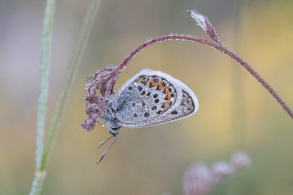 Plebejus argus  - Gréolières les neiges - 27/06/20