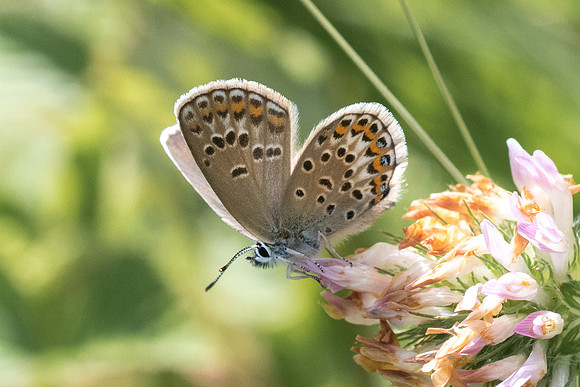 Plebejus argus ♀-0502 - Greolieres les neiges - 27/06/20