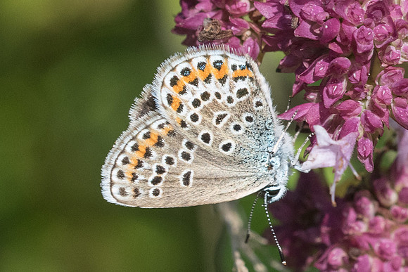 Plebejus argus ♀-6381 - Manre -  14/08/21