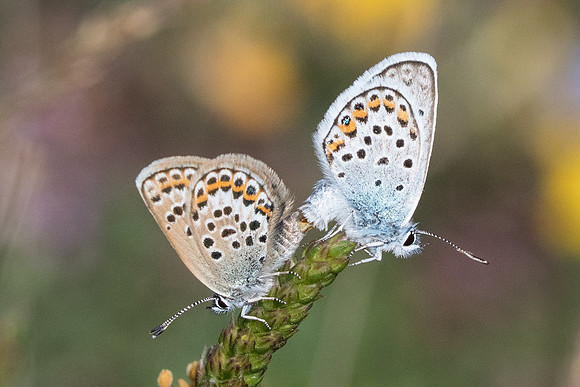Plebejus argus-0257 - Gréolières les neiges - 27/06/20