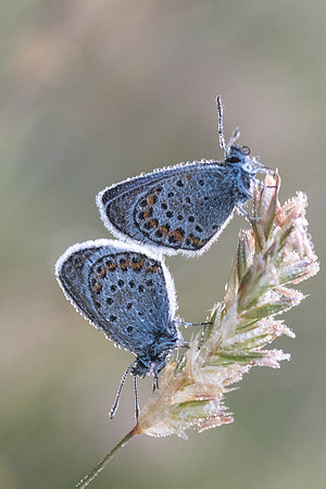 Plebejus argus-9940 - Gréolières les neiges - 27/06/20