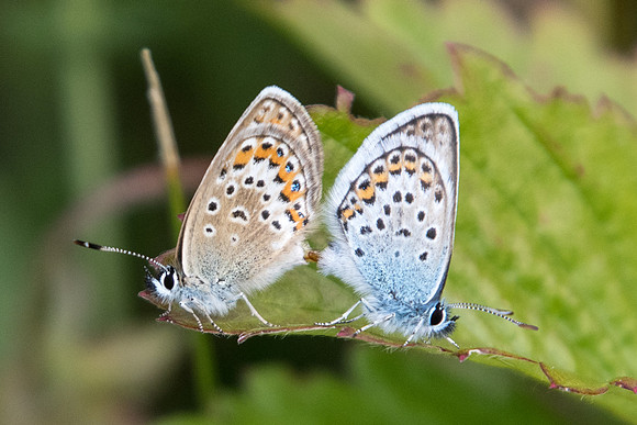 Plebejus argus - 4250 - col de l'Izoard - 2/07/20