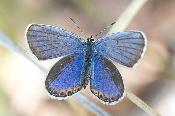 Plebejus argyrognomon ♀-3381 - St Germain Laval - 24/05/20
