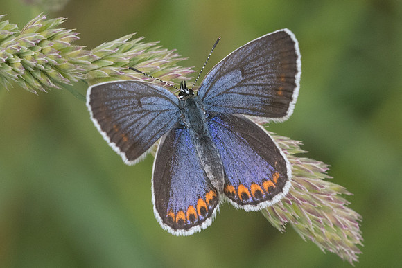 Plebejus argyrognomon ♀ - 5227 - Châtillon sur seine - 26/05/22