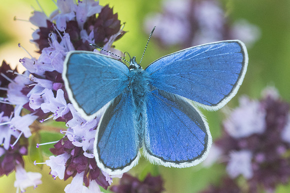 Plebejus argyrognomon ♂-6738 - Manre - 14/08/21