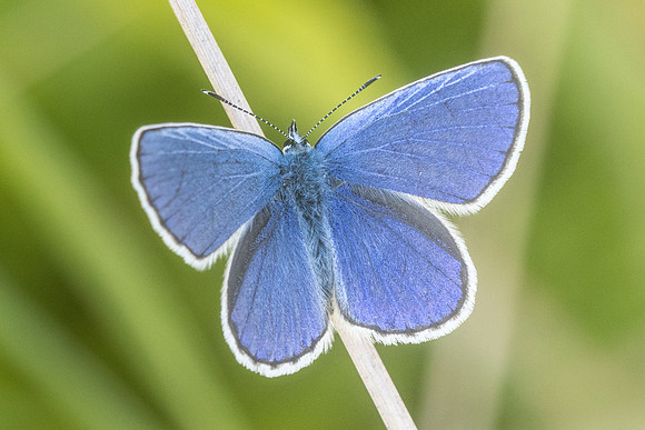 Plebejus argyrognomon ♂-6725 - Manre - 14/08/21