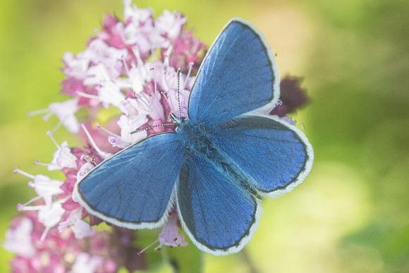 Plebejus argyrognomon ♂-6742 - Manre - 14/08/21