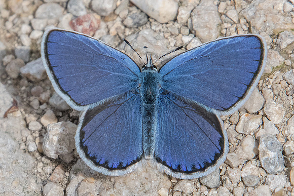 Plebejus argyrognomon ♂-0028 - Chatillon sur seine 9/06/22