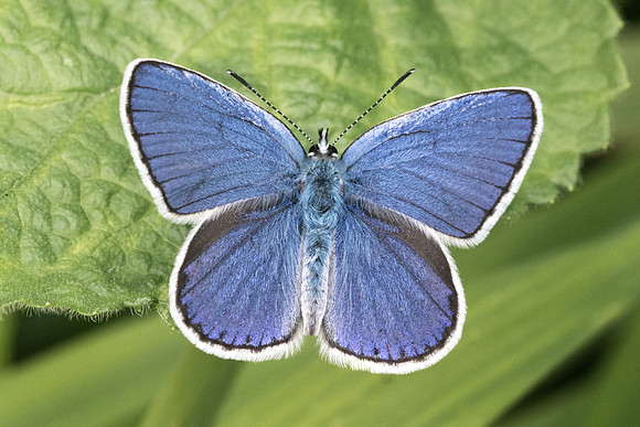 Plebejus argyrognomon ♂-5400 - Châtillon sur seine - 26/05/22
