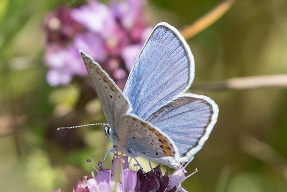 Plebejus argyrognomon ♂-7445 - Manre - 1/08/20