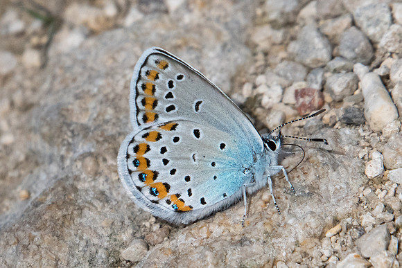 Plebejus argyrognomon ♂-0035 - Châtillon sur seine - 9/06/22