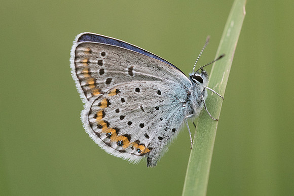 Plebejus argyrognomon ♂-5189 - Châtillon sur seine - 26/05/22