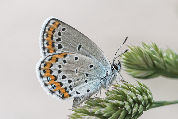 Plebejus argyrognomon-5239 - Châtillon sur seine - 26/05/22
