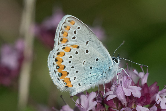 Plebejus argyrognomon ♀-6413 - Manre - 14/08/21