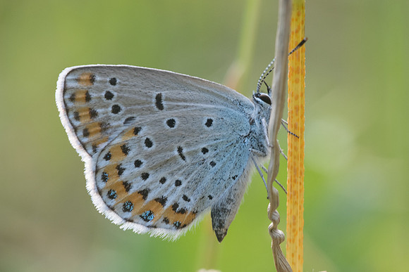 Plebejus argyrognomon ♀ - St Germain Laval - 24/05/20