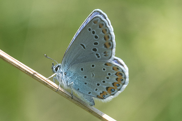 Plebejus argyrognomon ♂-6710 - Manre - 14/08/21