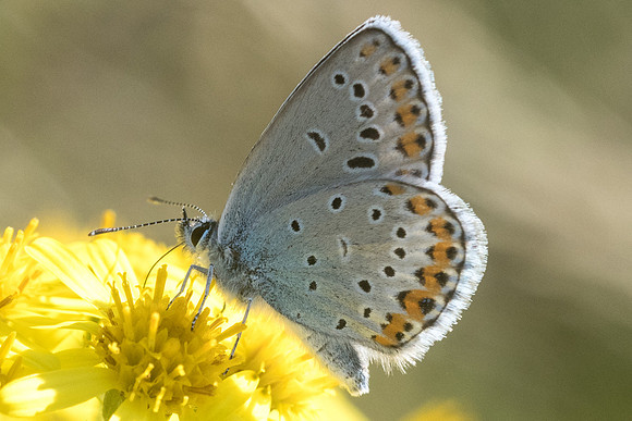 Plebejus argyrognomon ♂-6727 - Manre - 14/08/21