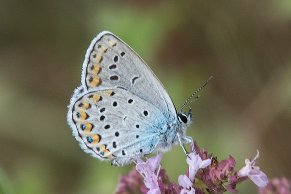 Plebejus argyrognomon-7599 - Manre - 1/08/20