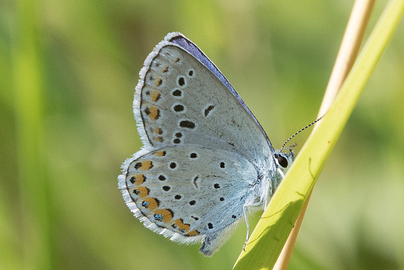Plebejus argyrognomon -7473 - Manre 1/08/20