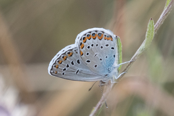 Plebejus argyrognomon -7590- Manre - 1/08/20