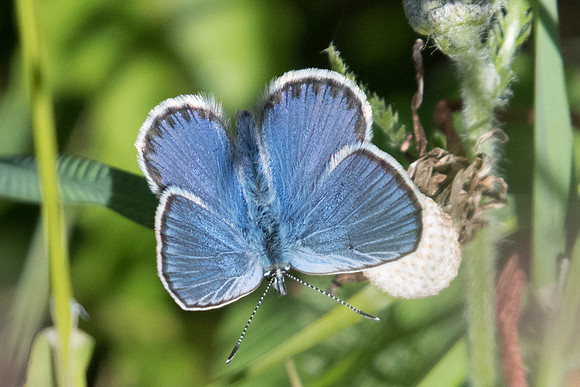 Plebejus idas-2227 - Route col des champs - 30/06/20
