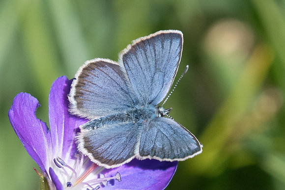 Plebejus idas ♂-2309 - Route col des champs - 30/06/20